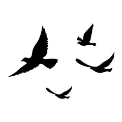 Fototapeta premium silhouettes of flock birds fly in sky