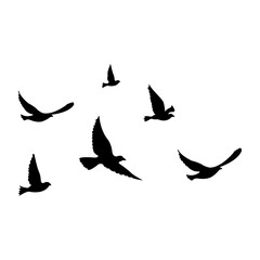 Obraz premium silhouettes of flock birds fly in sky
