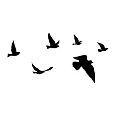 silhouettes of flock birds fly in sky