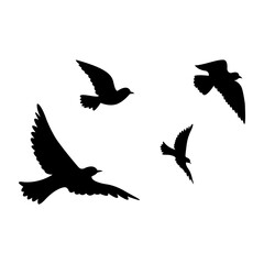 Obraz premium silhouettes of flock birds fly in sky
