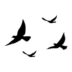 silhouettes of flock birds fly in sky