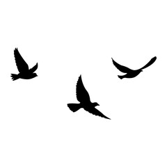 silhouettes of flock birds fly in sky