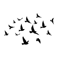 silhouettes of flock birds fly in sky
