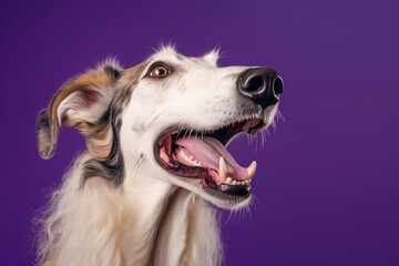 Close-up portrait photography of a happy borzoi wearing a sports jersey against a vibrant purple background. With generative AI technology