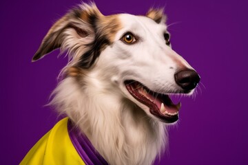Close-up portrait photography of a happy borzoi wearing a sports jersey against a vibrant purple background. With generative AI technology
