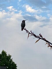 crow on a branch