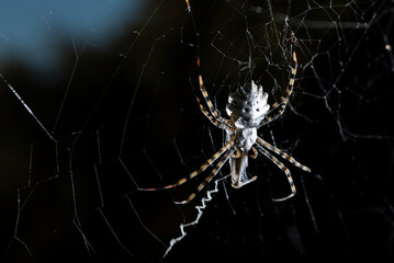 Garden tiger spider climbing on cobweb