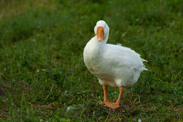 white goose on grass