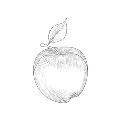 hand drawn apple outline illustration vector