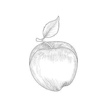 hand drawn apple outline illustration vector