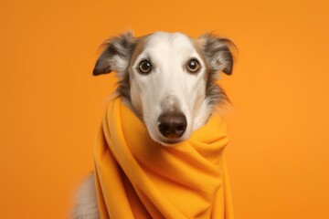Medium shot portrait photography of a funny borzoi wearing a warm scarf against a bright orange background. With generative AI technology
