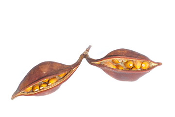 Seedpod of kurrajong (Brachychiton populneus) tree which is a small to medium-sized tree found naturally in Australia