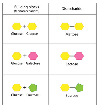 Disaccharides, Maltose, Lactose and Sucrose to Monosaccharides, glucose, galactose and Fructose molecules. Carbohydrates. Vector Illustration.