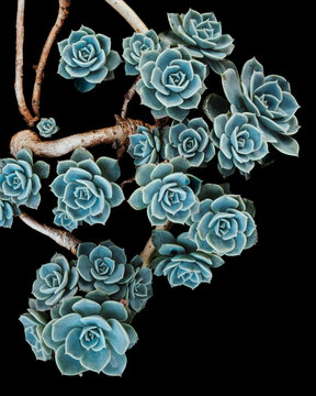 Close-up Shot Of Succulents n Dark Black