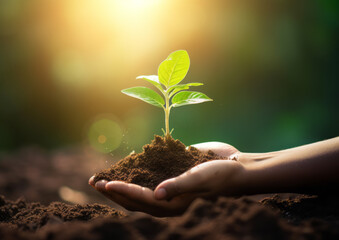 A hand holding a small plant. Sapling. Nurturing growth. Metaphor. Growing children. Growing career. Business growth. Idea sprouting. 