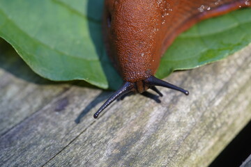 The red slug (Arion rufus), also known as the large red slug, chocolate arion and European red slug, is a species of land slug in the family Arionidae, the roundback slugs.


