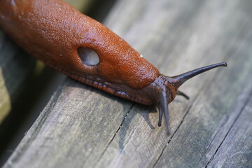 The red slug (Arion rufus), also known as the large red slug, chocolate arion and European red...