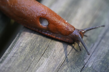 The red slug (Arion rufus), also known as the large red slug, chocolate arion and European red slug, is a species of land slug in the family Arionidae, the roundback slugs.


