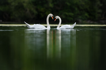 un couple de cygne face à face sur un étang