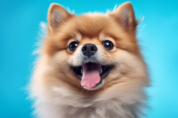 Obraz premium Close-up portrait photography of a smiling pomeranian wearing a paw protector against a soft blue background. With generative AI technology