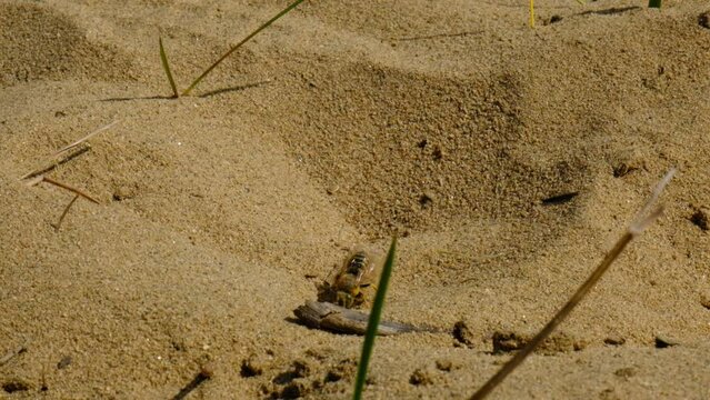 Sand Wasp digging a burrow, hole in the sand and preparation for egg laying