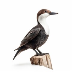 Long-billed murrelet bird isolated on white background.