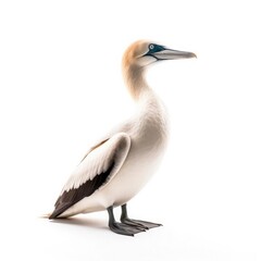 Northern gannet bird isolated on white background.