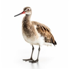 Obraz premium Willet bird isolated on white background.