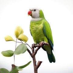 White-winged parakeet bird isolated on white background.