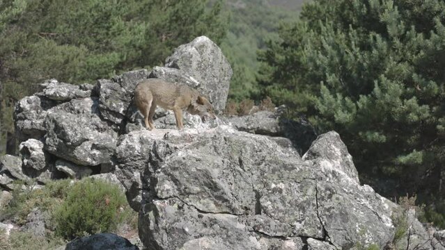 lobo ib&eacute;rico en su abitat natural