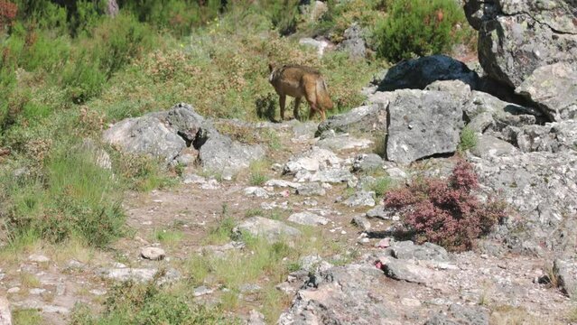 lobo ib&eacute;rico en su abitat natural