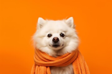 Conceptual portrait photography of a funny american eskimo dog wearing a snood against a tangerine orange background. With generative AI technology - obrazy, fototapety, plakaty