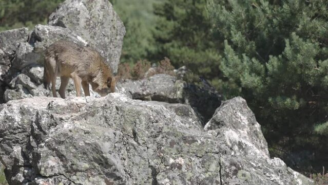 lobo ib&eacute;rico en su abitat natural