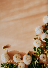 Fototapeta na wymiar Bouquet of white dahlias flowers on sunny beige background with shadows