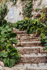 Stone stairs among beautiful bushes and flowers