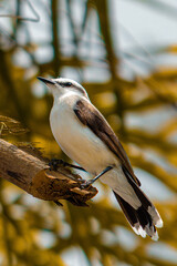 Bird on a branch - Vertical