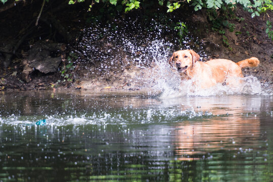 Labrador spielt im Wasser