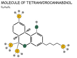 Large and detailed infographic of the molecule of Tetrahydrocannabinol
