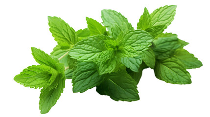 fresh mint leaves isolated on a transparent background, PNG
