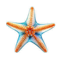 starfish isolated on transparent background