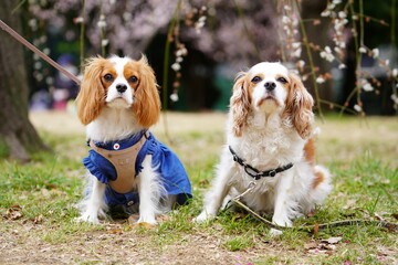 キャバリアキングチャールズスパニエルと梅の花