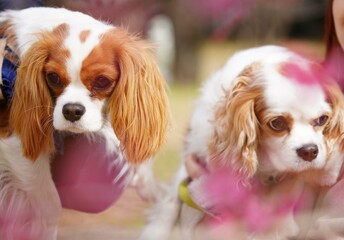 キャバリアキングチャールズスパニエルと梅の花