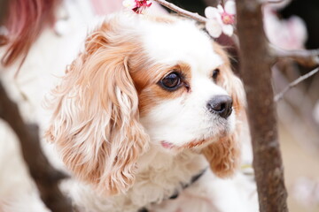 キャバリアキングチャールズスパニエルと梅の花