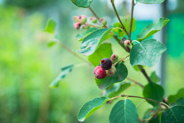 Ripe Shadberries (Amelanchier berries) in the garden. Shallow depth of field.