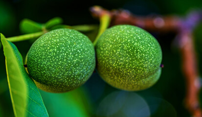 Fruits of a deciduous tree called Walnut, often planted in the gardens of the city of Bialystok in Podlasie, Poland.