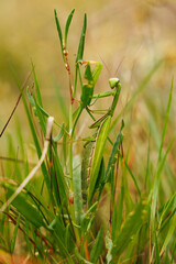 Praying mantis - a predator that lives in grasslands. Photo of a praying mantis in the tall grass.