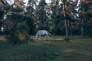 white horse eating grass in the forest. beautiful nature