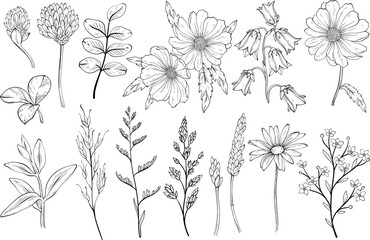 Collection of black and white wild herbs flower