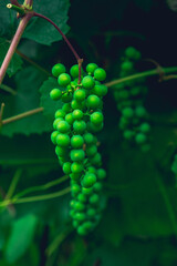 Branches of unripe grape in the vineyard. Selective focus. Shallow depth of field.