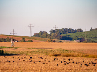 Krähen suchen Saatgut auf dem Feld
